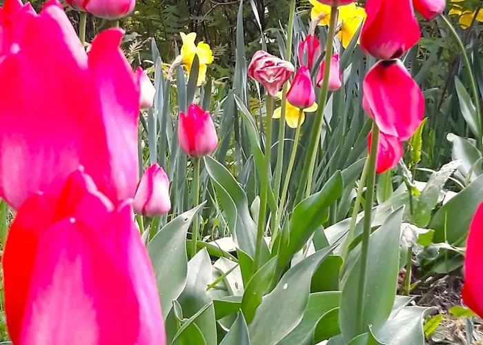 Haus Schneider * Baiersbronn